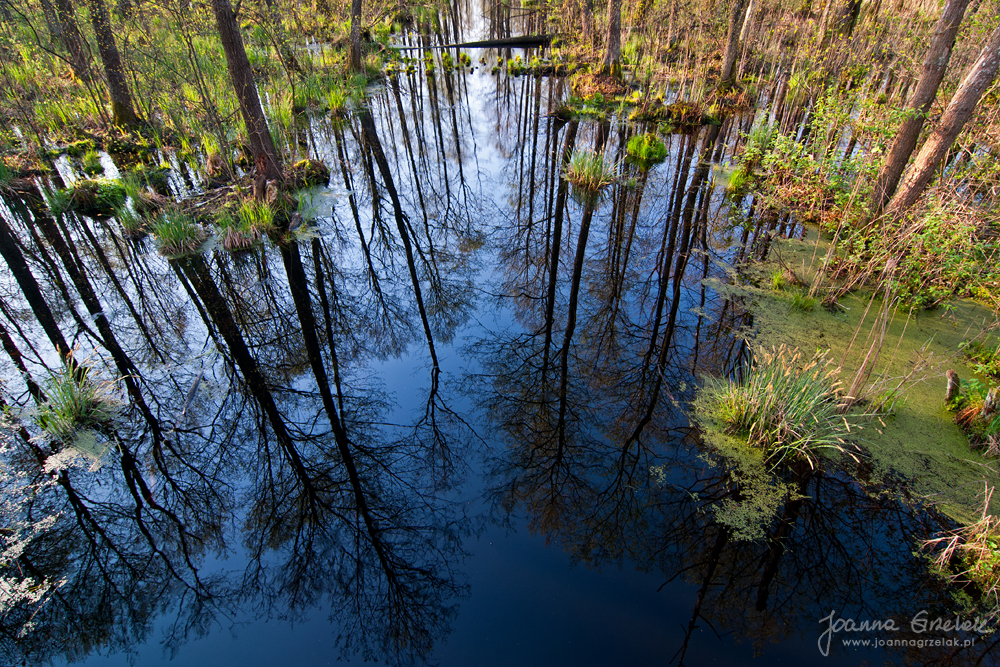 032_Biebrza - kwiecien 2012.jpg